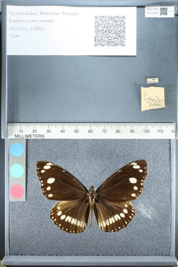 Media type: image;   Entomology 159306